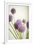 Blossoms II-Karyn Millet-Framed Photographic Print