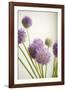 Blossoms II-Karyn Millet-Framed Photographic Print