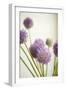 Blossoms II-Karyn Millet-Framed Photographic Print