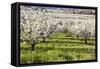 Blossoms in Orchard-Craig Tuttle-Framed Stretched Canvas