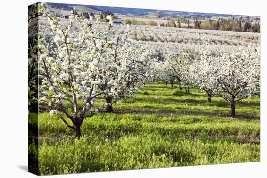 Blossoms in Orchard-Craig Tuttle-Stretched Canvas