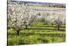 Blossoms in Orchard-Craig Tuttle-Stretched Canvas