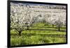 Blossoms in Orchard-Craig Tuttle-Framed Photographic Print