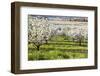 Blossoms in Orchard-Craig Tuttle-Framed Photographic Print