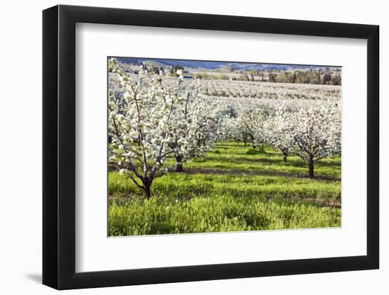 Blossoms in Orchard-Craig Tuttle-Framed Photographic Print