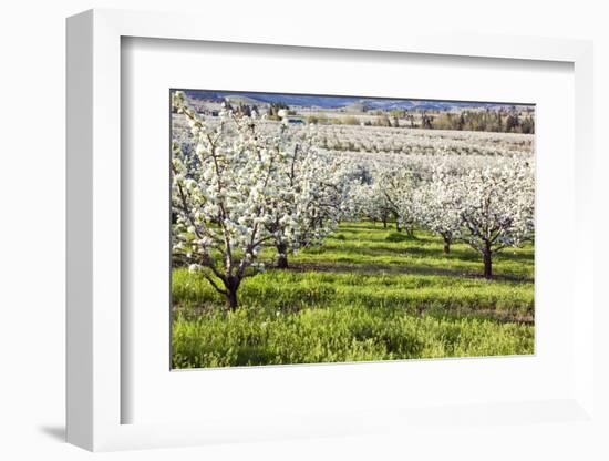 Blossoms in Orchard-Craig Tuttle-Framed Photographic Print