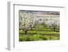 Blossoms in Orchard-Craig Tuttle-Framed Photographic Print