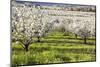 Blossoms in Orchard-Craig Tuttle-Mounted Photographic Print