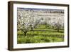 Blossoms in Orchard-Craig Tuttle-Framed Photographic Print