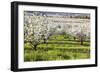 Blossoms in Orchard-Craig Tuttle-Framed Photographic Print