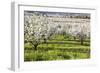 Blossoms in Orchard-Craig Tuttle-Framed Photographic Print