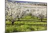 Blossoms in Orchard-Craig Tuttle-Mounted Photographic Print