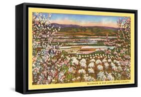 Blossoms in San Luis Obispo County-null-Framed Stretched Canvas