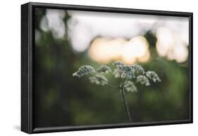 blossoms of ashweed in the light of the sundown.-Nadja Jacke-Framed Photographic Print