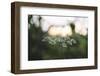 blossoms of ashweed in the light of the sundown.-Nadja Jacke-Framed Photographic Print