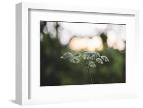 blossoms of ashweed in the light of the sundown.-Nadja Jacke-Framed Photographic Print