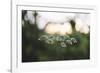 blossoms of ashweed in the light of the sundown.-Nadja Jacke-Framed Photographic Print