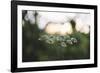 blossoms of ashweed in the light of the sundown.-Nadja Jacke-Framed Photographic Print