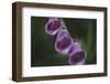 Blossoms of the foxglove in June,-Nadja Jacke-Framed Photographic Print