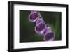 Blossoms of the foxglove in June,-Nadja Jacke-Framed Photographic Print