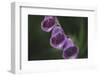 Blossoms of the foxglove in June,-Nadja Jacke-Framed Photographic Print