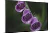 Blossoms of the foxglove in June,-Nadja Jacke-Mounted Photographic Print