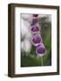 Blossoms of the foxglove in June,-Nadja Jacke-Framed Photographic Print