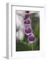 Blossoms of the foxglove in June,-Nadja Jacke-Framed Photographic Print