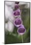 Blossoms of the foxglove in June,-Nadja Jacke-Mounted Photographic Print