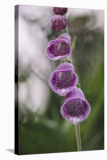 Blossoms of the foxglove in June,-Nadja Jacke-Stretched Canvas