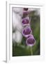 Blossoms of the foxglove in June,-Nadja Jacke-Framed Photographic Print