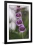 Blossoms of the foxglove in June,-Nadja Jacke-Framed Photographic Print