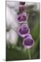 Blossoms of the foxglove in June,-Nadja Jacke-Mounted Photographic Print