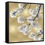 Blossoms on Gold IV-Kate Bennett-Framed Stretched Canvas