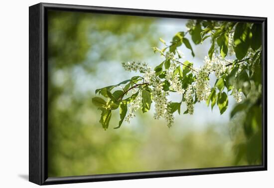 Blossoms on the tree-Benjamin Engler-Framed Photographic Print