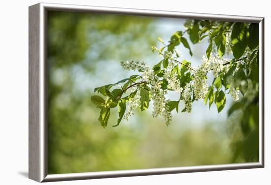 Blossoms on the tree-Benjamin Engler-Framed Photographic Print