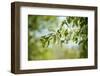 Blossoms on the tree-Benjamin Engler-Framed Photographic Print