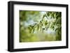 Blossoms on the tree-Benjamin Engler-Framed Photographic Print