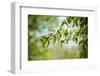 Blossoms on the tree-Benjamin Engler-Framed Photographic Print