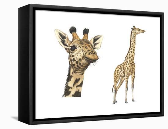 Blotched Giraffe (Giraffa Camelopardalis), Mammals-Encyclopaedia Britannica-Framed Stretched Canvas