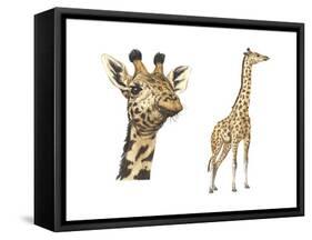 Blotched Giraffe (Giraffa Camelopardalis), Mammals-Encyclopaedia Britannica-Framed Stretched Canvas