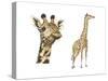 Blotched Giraffe (Giraffa Camelopardalis), Mammals-Encyclopaedia Britannica-Stretched Canvas