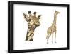 Blotched Giraffe (Giraffa Camelopardalis), Mammals-Encyclopaedia Britannica-Framed Poster
