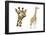 Blotched Giraffe (Giraffa Camelopardalis), Mammals-Encyclopaedia Britannica-Framed Poster