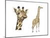 Blotched Giraffe (Giraffa Camelopardalis), Mammals-Encyclopaedia Britannica-Mounted Poster