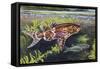 Blotched Upside-Down Catfish (Synodontis Nigriventris), Mochokidae-null-Framed Stretched Canvas