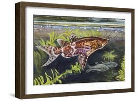 Blotched Upside-Down Catfish (Synodontis Nigriventris), Mochokidae-null-Framed Giclee Print