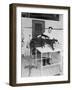 Blow Drying a Bulldog-null-Framed Photographic Print