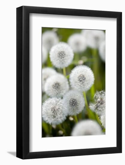 Blowball Detail-Brigitte Protzel-Framed Photographic Print