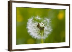 Blowball, Detail-Brigitte Protzel-Framed Photographic Print